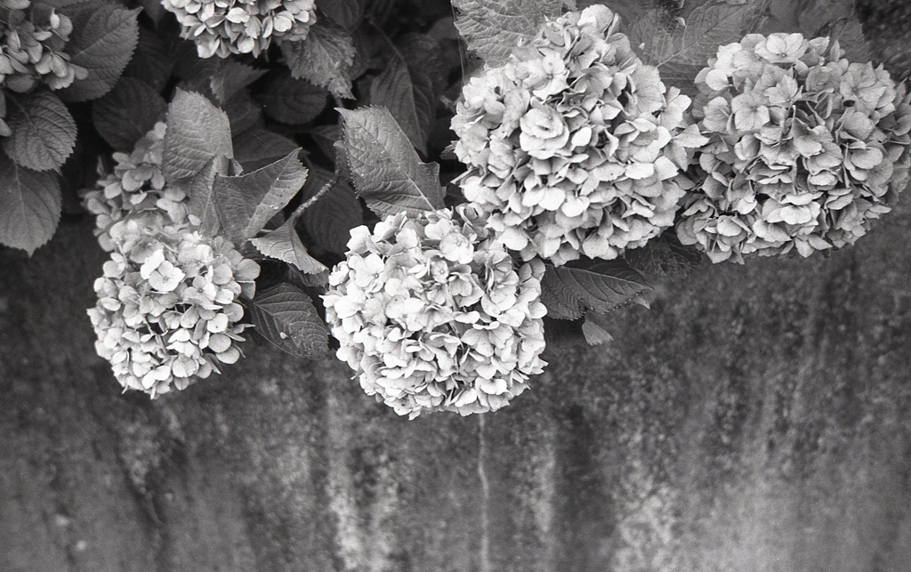 色褪せる紫陽花