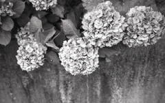 色褪せる紫陽花