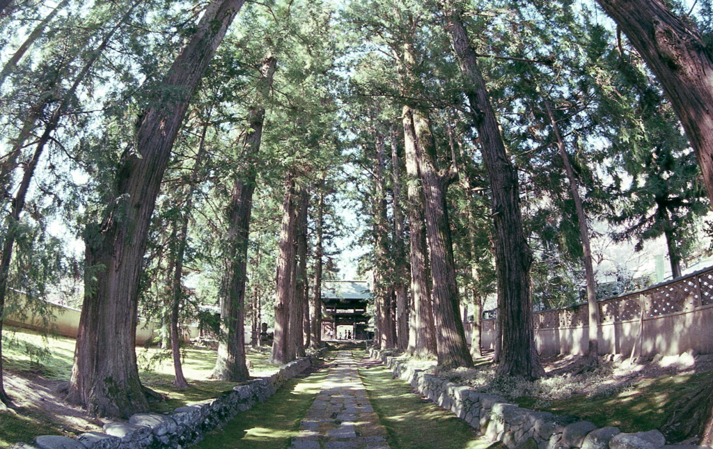 大樹に包まれ思い歩く