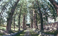 大樹に包まれ思い歩く