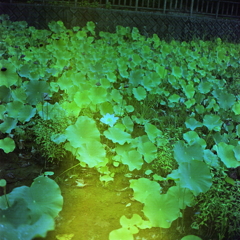 FUJI PRO160NS837