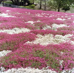 赤と白の花畑