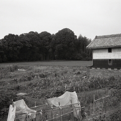 田舎のアングル