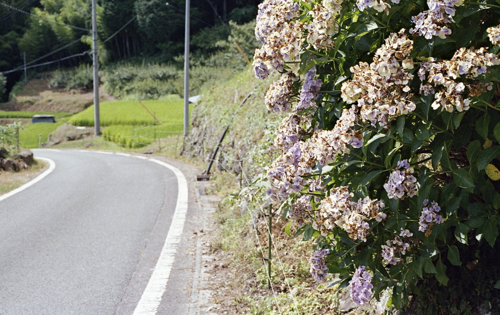 道脇には色褪せた紫陽花が…