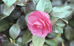 雨あがりのマリ散歩