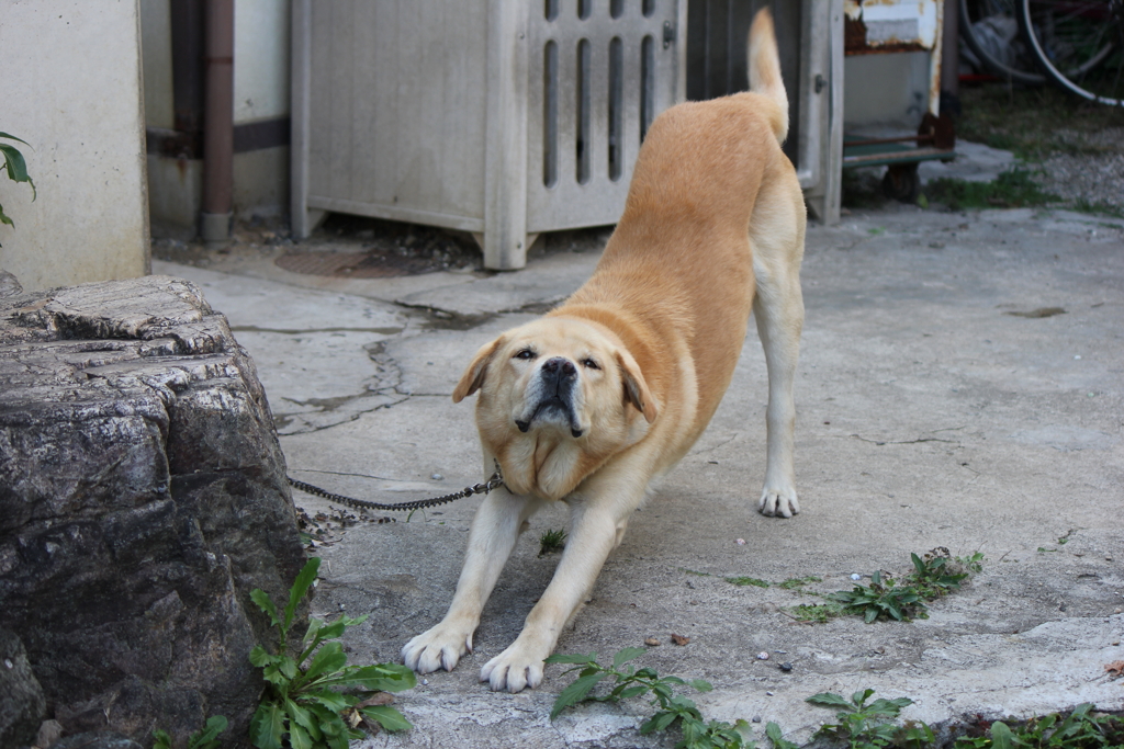 愛犬ボビ