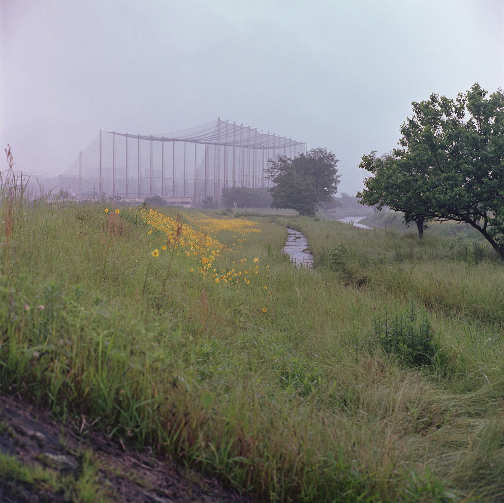 降る雨に柔らかな風景