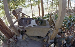 小さな手水舎の猫