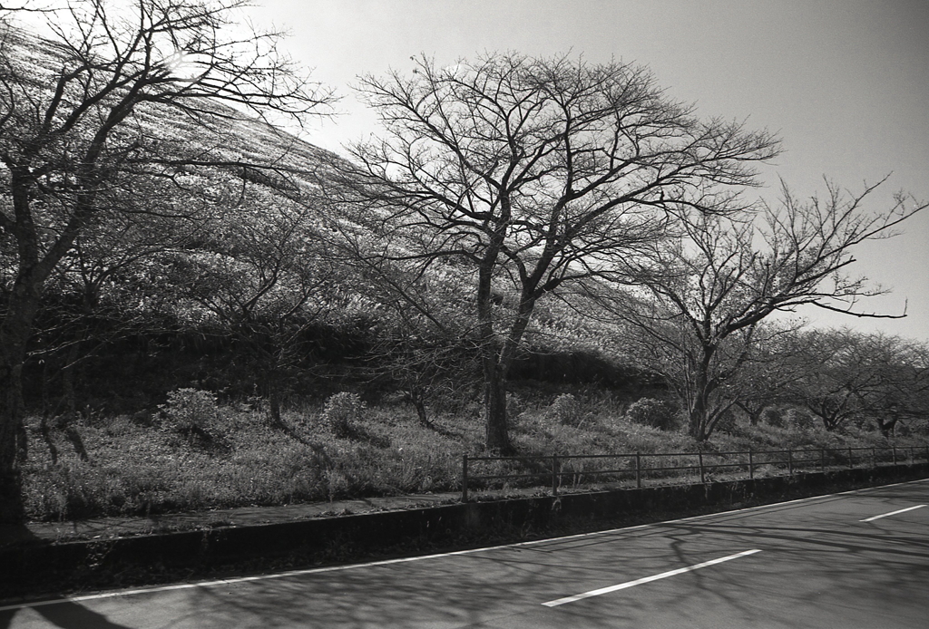 道路からすすきの傾斜