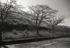 道路からすすきの傾斜