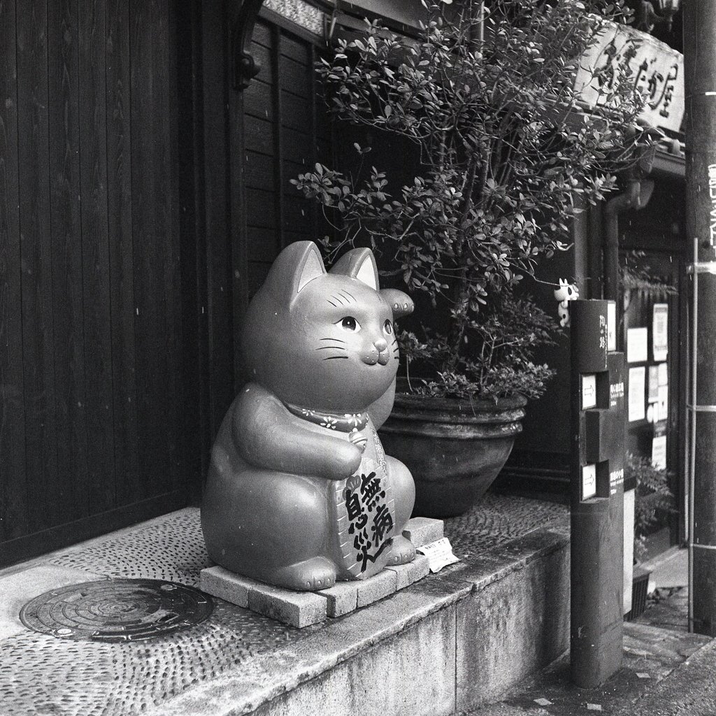 またまた招き猫