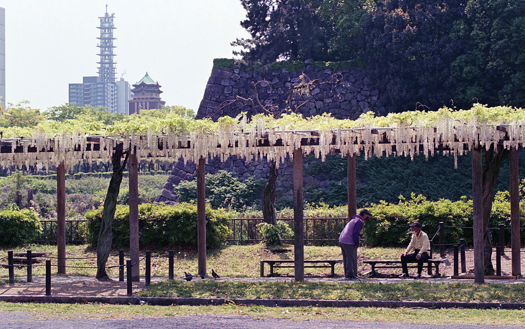 藤棚の風景