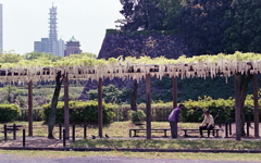 藤棚の風景