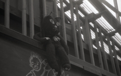 寂しげなくろねこ