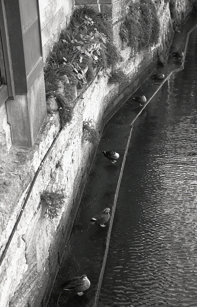 等間隔に並ぶ鴨（笑