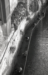 等間隔に並ぶ鴨（笑