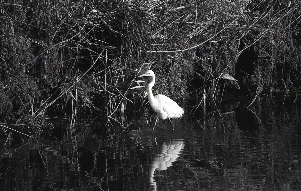 マリ散歩の途中で…