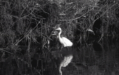 マリ散歩の途中で…