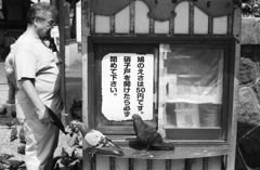 鳩のえさは50円です。