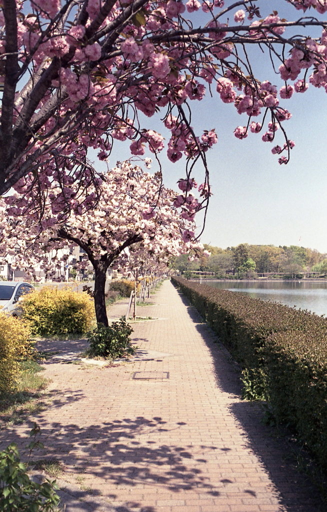 八重桜の歩道