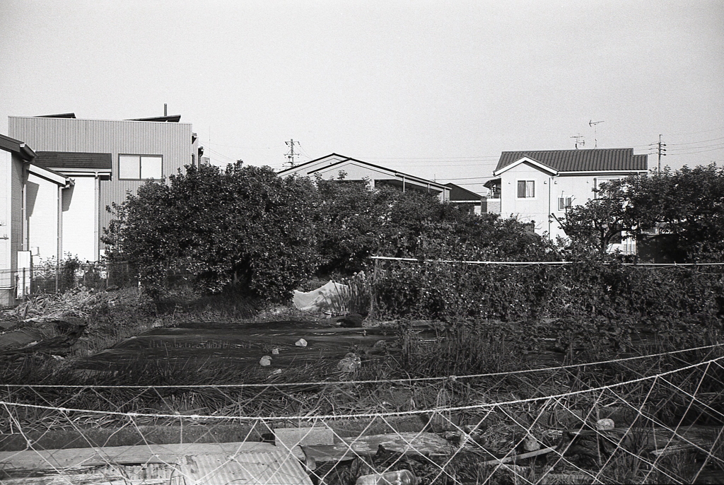 キンカンらしきものがなっていたけど、ものくろじゃあね。（苦笑