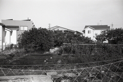 キンカンらしきものがなっていたけど、ものくろじゃあね。（苦笑