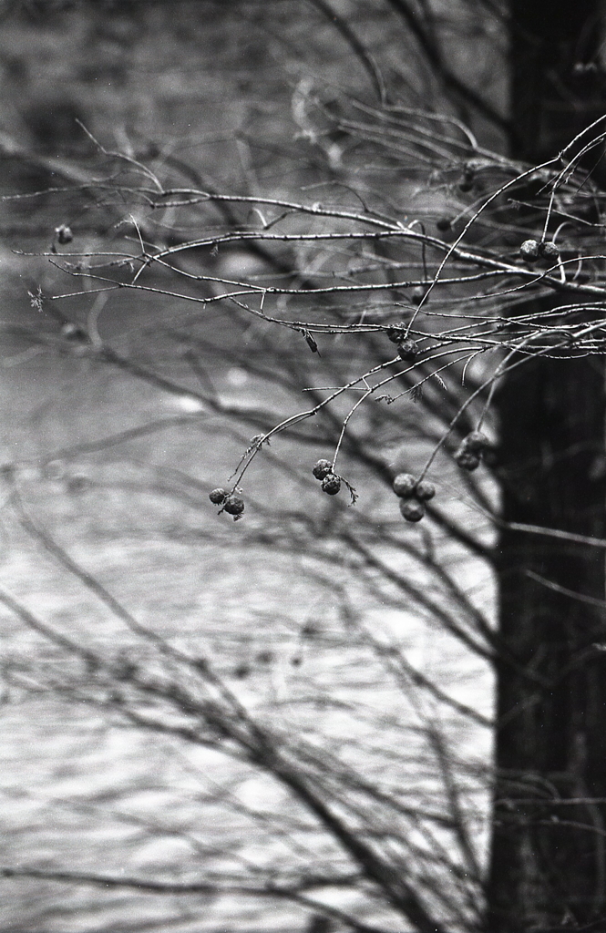 ラクウショウの実