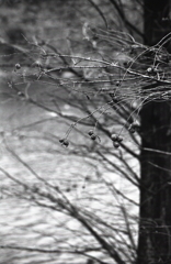 ラクウショウの実