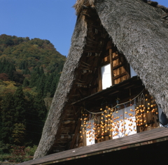 五箇山の吊るし柿