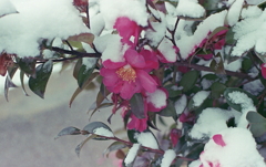 雪の山茶花　　　