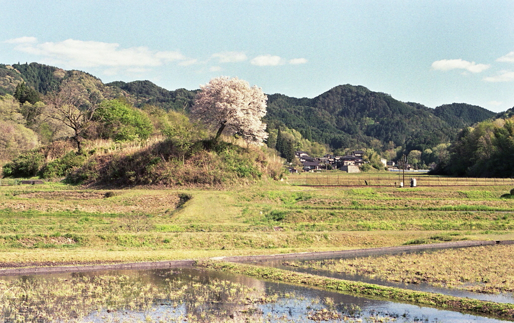 桜ある東濃の風景　～鉄道のある風景