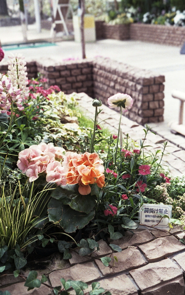 温室の花