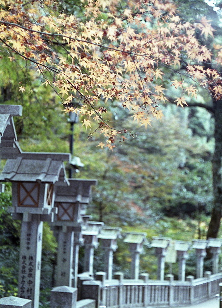 石灯篭と黄紅葉