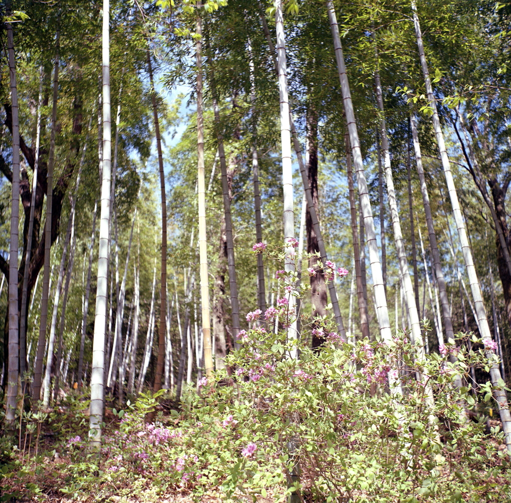 竹林と山ツツジ