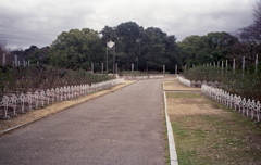 彩りない寂しい薔薇園