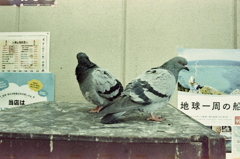 目の前でも動じない鳩（笑