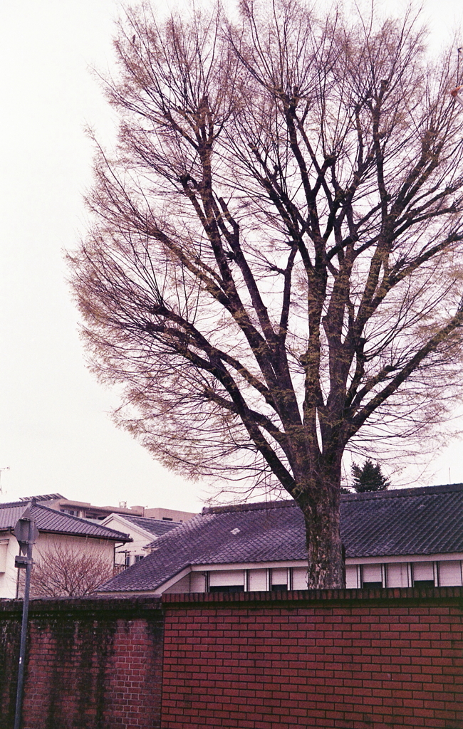 レンガ塀の中にある教会の樹木