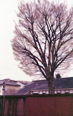 レンガ塀の中にある教会の樹木