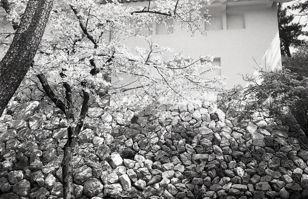 モノクロの石垣と桜