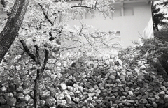 モノクロの石垣と桜