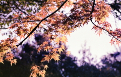 小牧山山頂に色づく紅葉 小牧山山頂に色づく紅葉