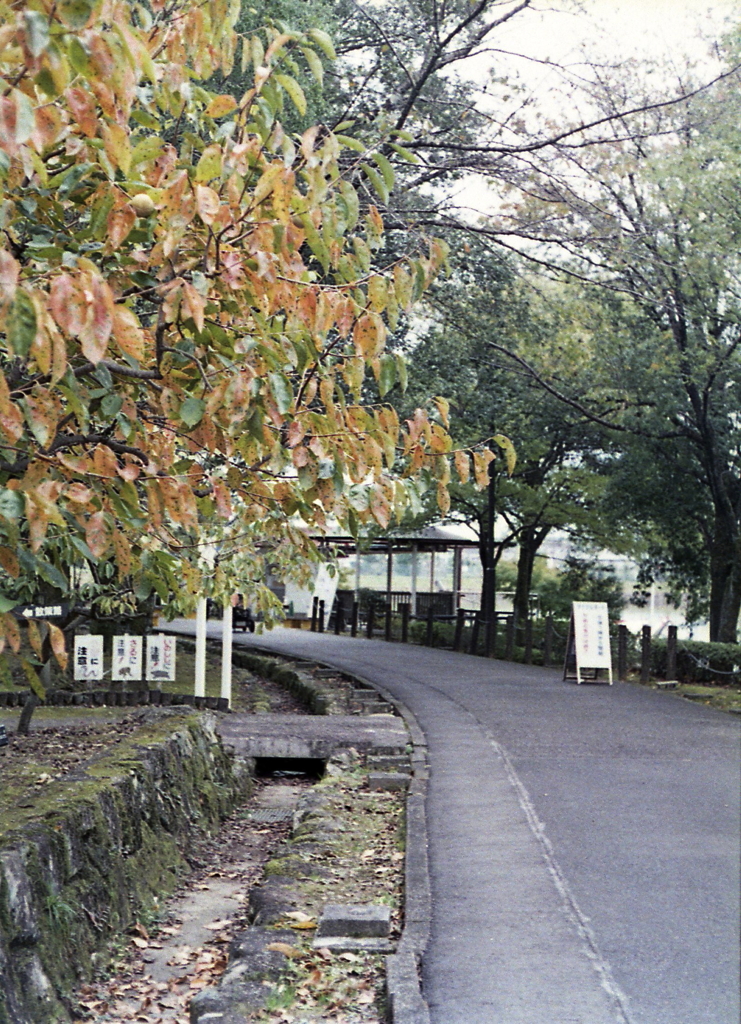 ボート池への道も色づいて…