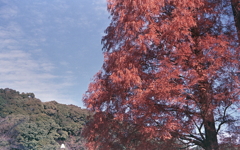 青空と山、そしてメタセコイア
