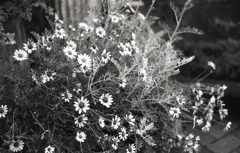 雨に…白い、白い花々たち
