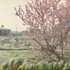 春の梅花