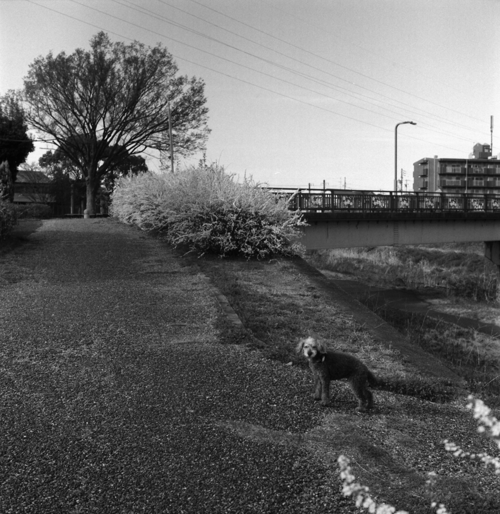 マリ、ちょっと待って…　～Kentmere400試写