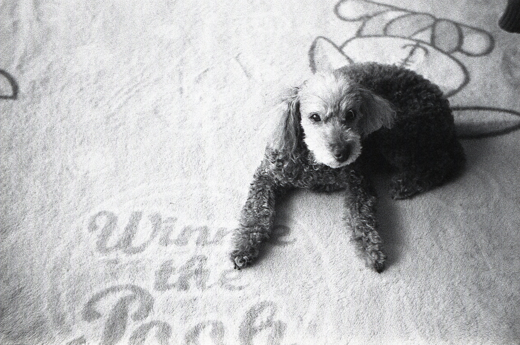 三つのフィルムのモノクロ１０枚