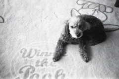 三つのフィルムのモノクロ１０枚