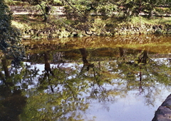 水面の並木