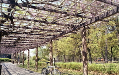 藤棚と自転車